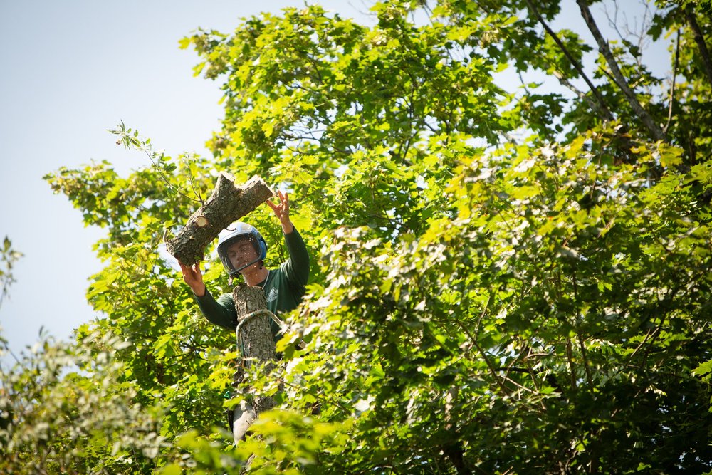 Cedar Stone Tree Works professional tree services